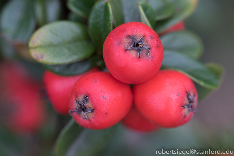 cotoneaster